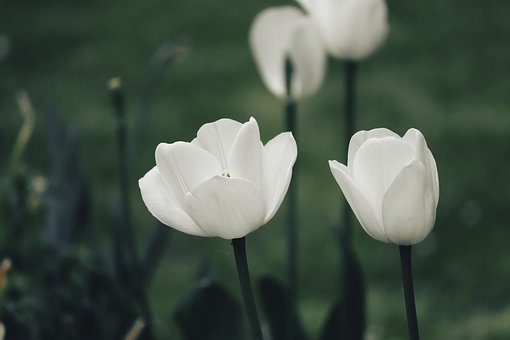 tulips-4184171__340.jpg