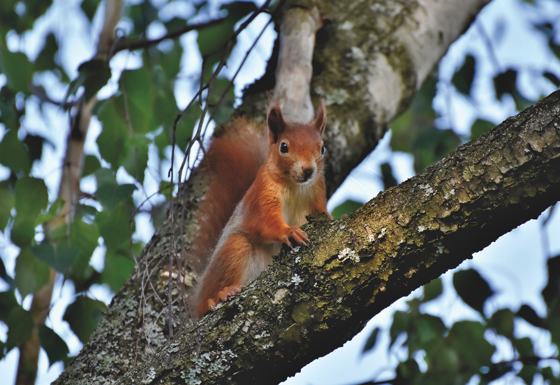 squirrel-5369728_1920.jpg