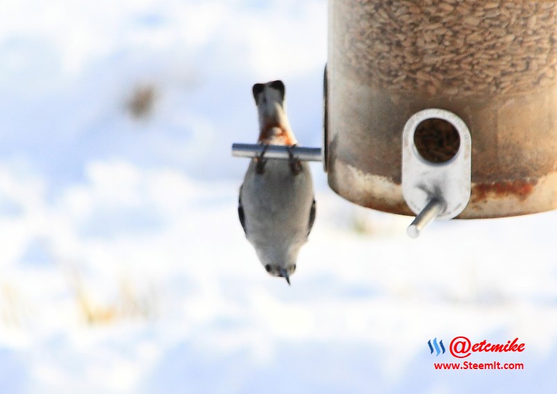 White-Breasted NuthatchPFW10_0494.JPG
