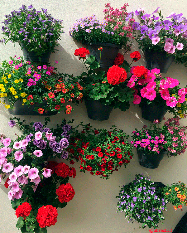 Paredes-ornamentales-1.png