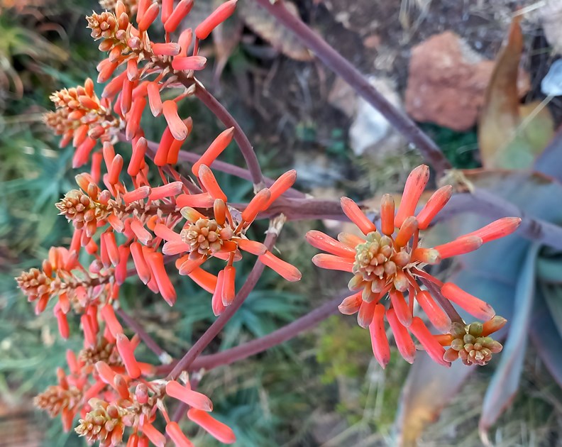 striata flowers.jpg
