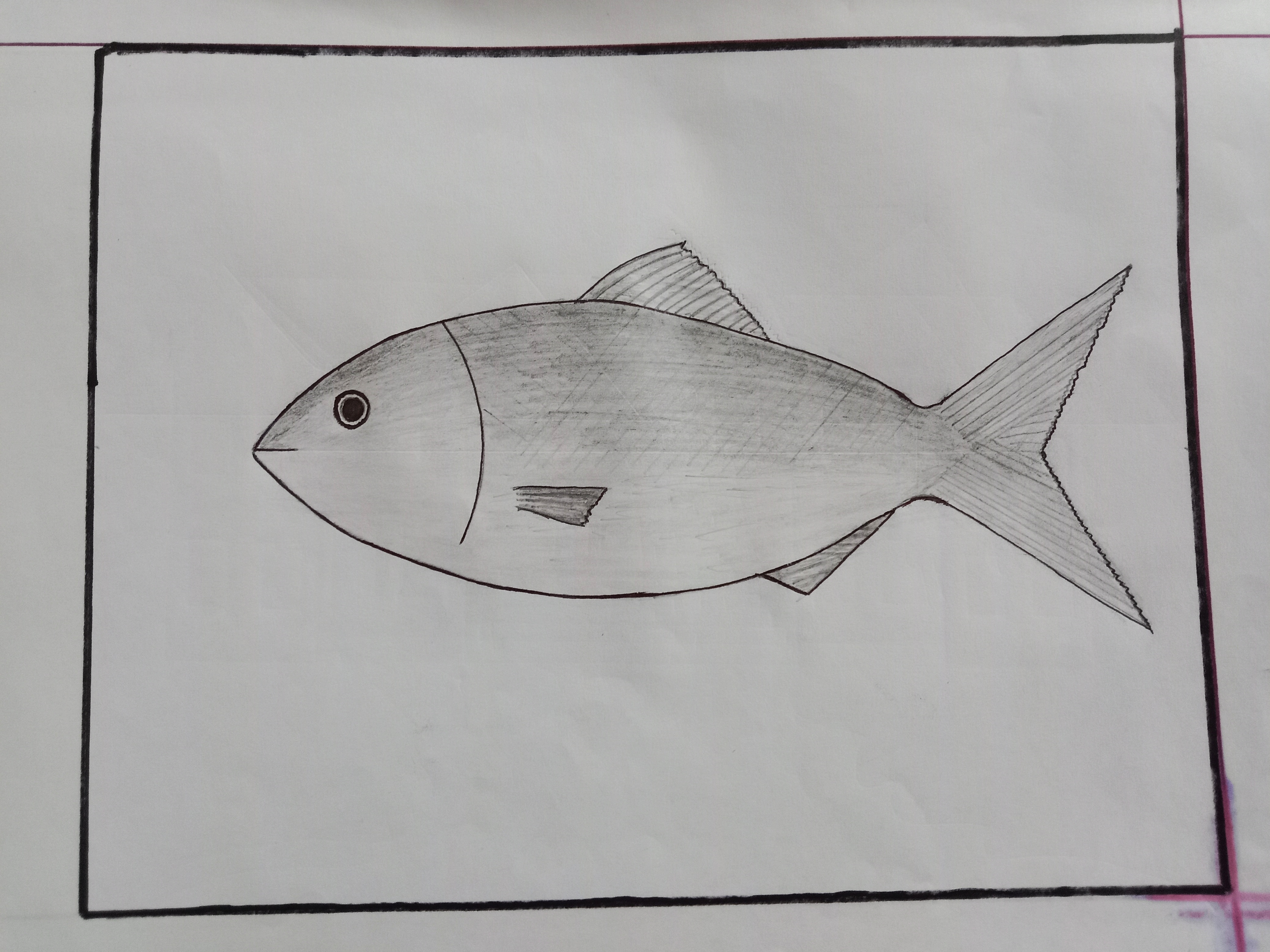 Drawing Tutorial: Draw a beautiful hilsa fish using pencil. — Steemit