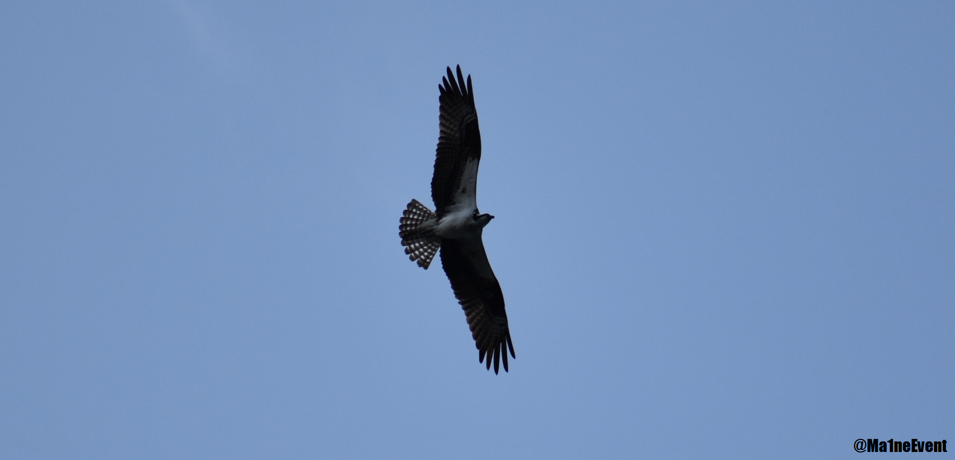 hawk4.png