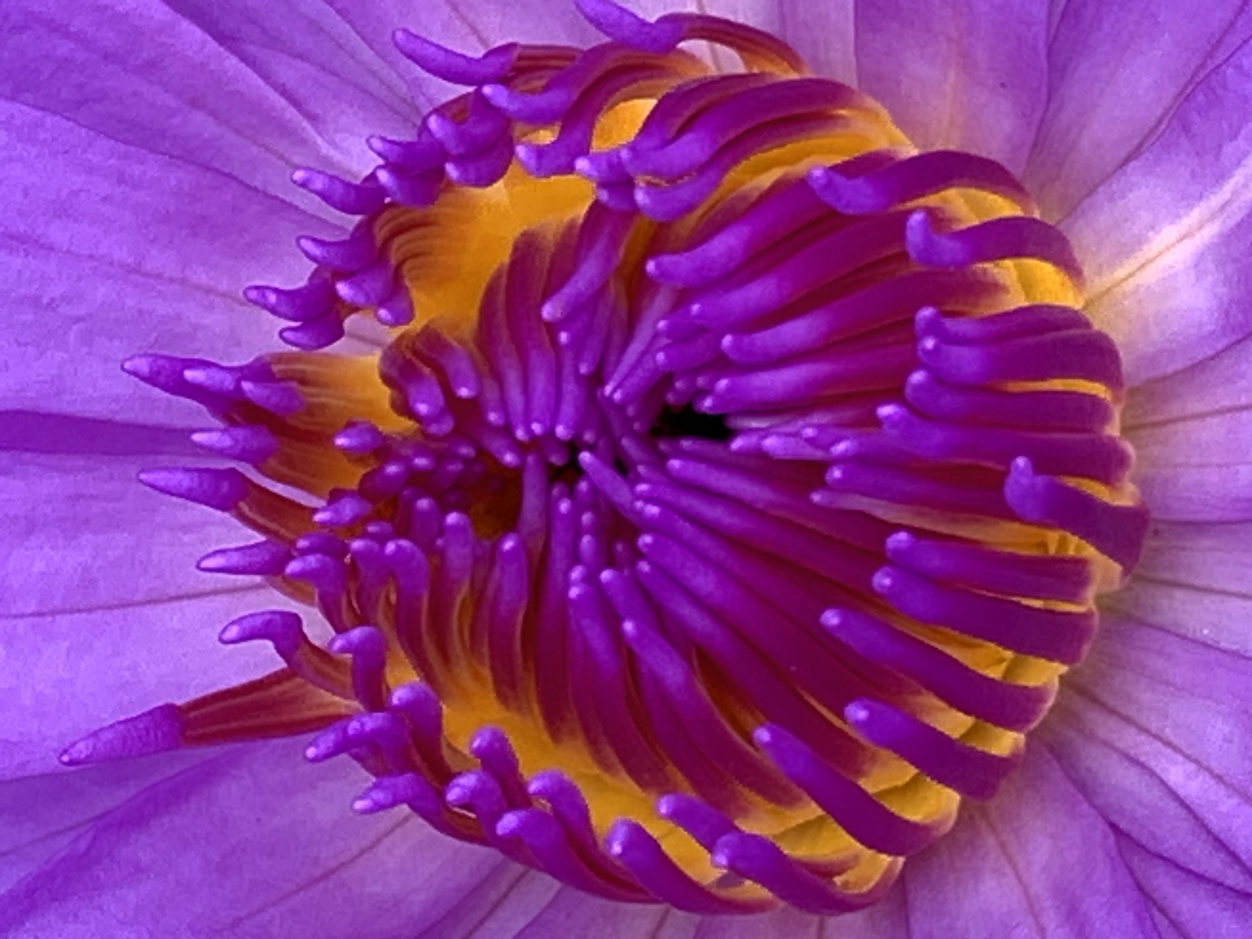 lotus flower18.jpg