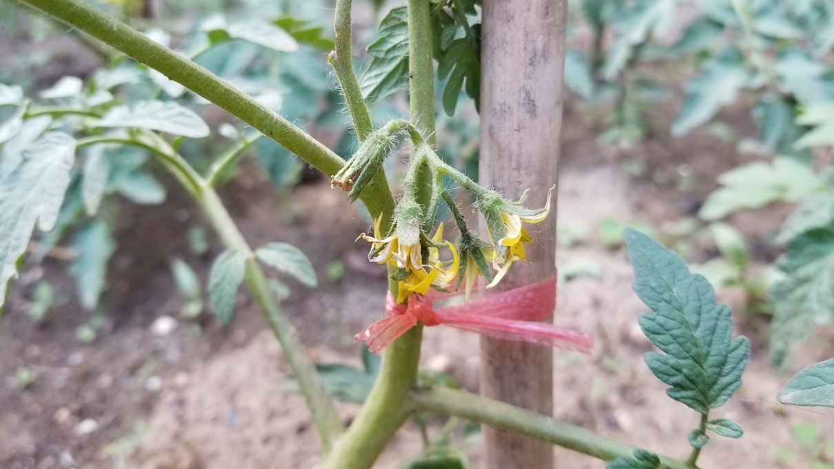 务农日记：给西红柿秧搭架/ Farming diary: Set up a frame for Tomato Seedlings