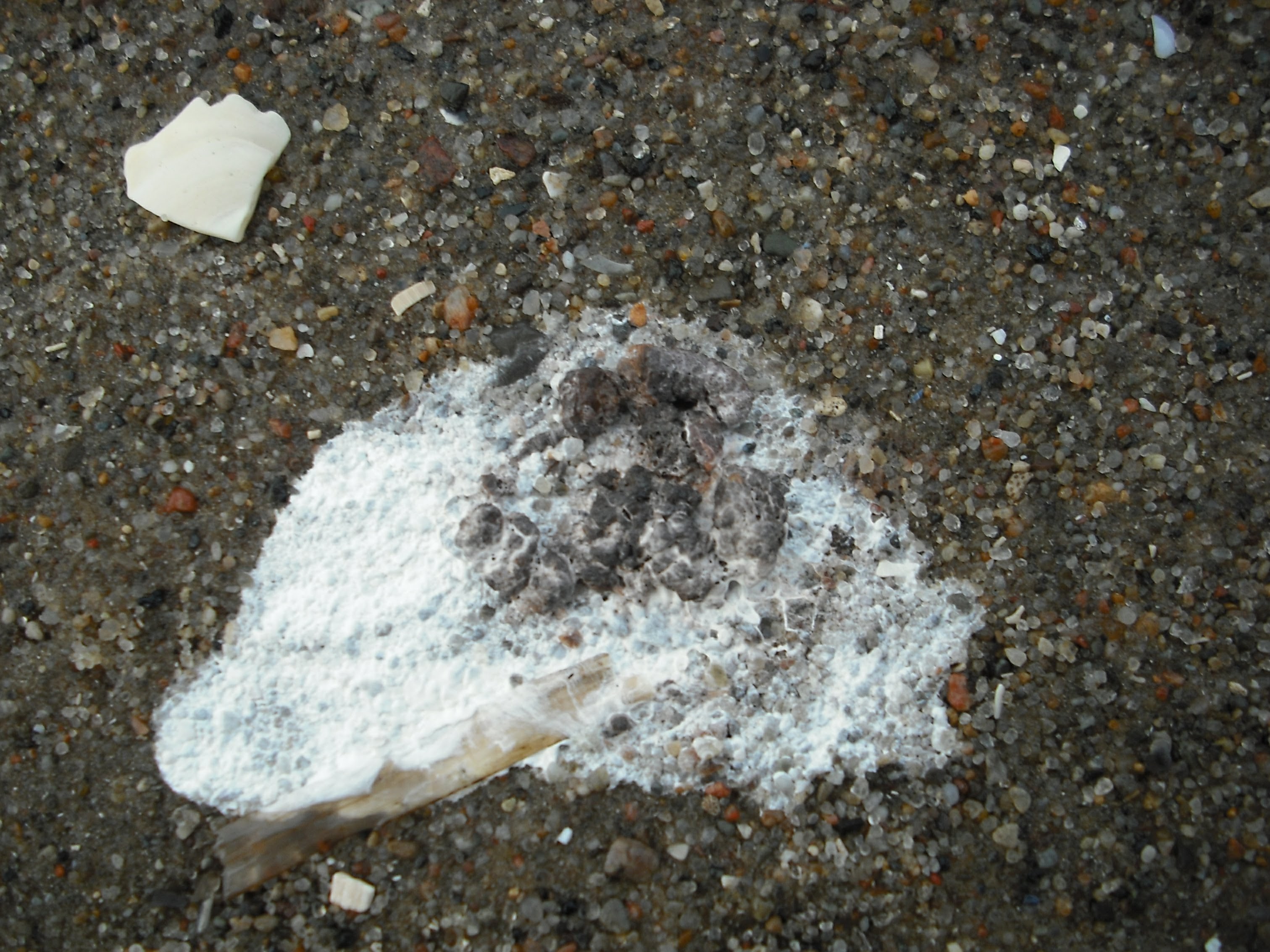 DSCF4871.jpg