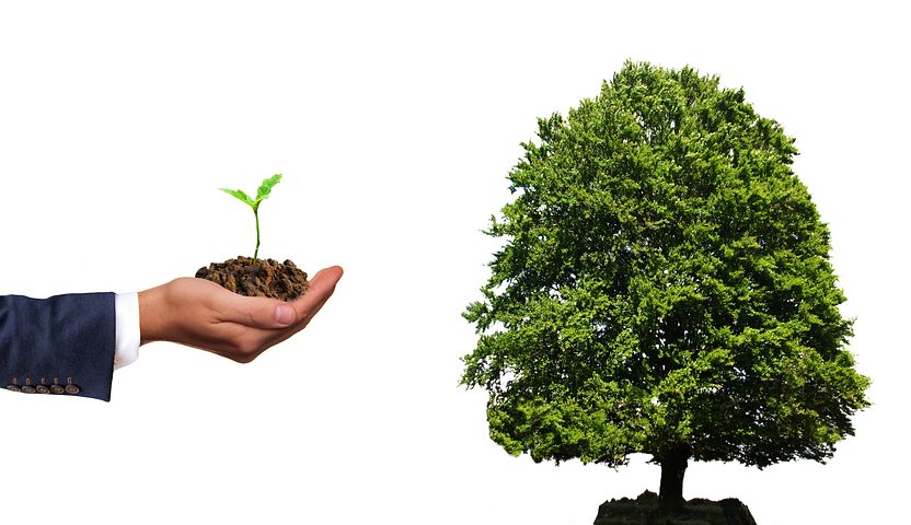 plant-4159065__480.jpg