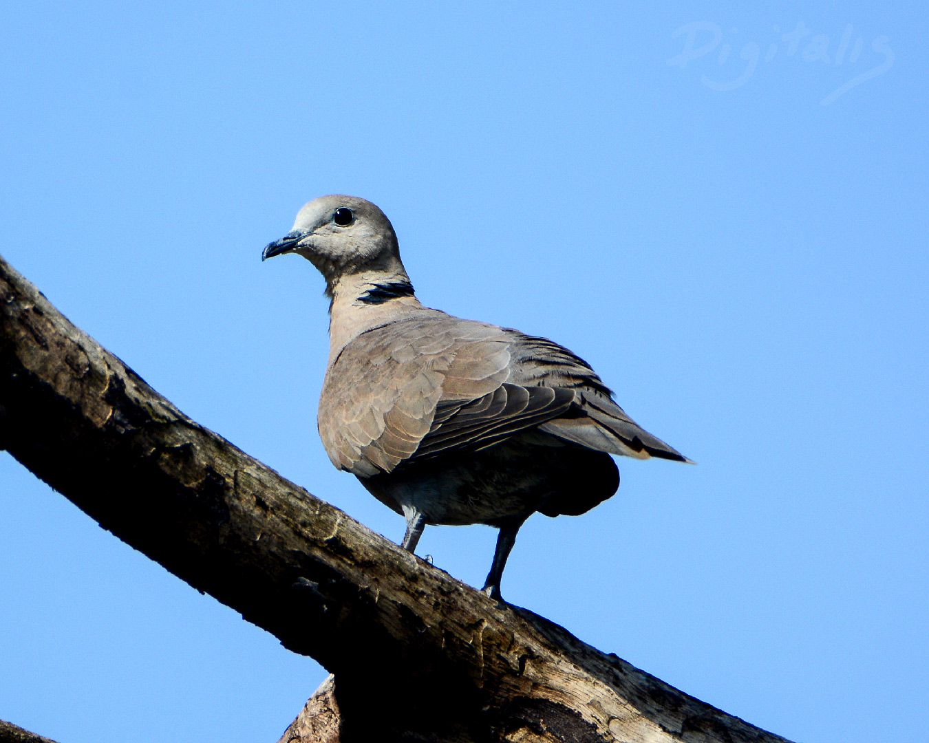 DSC_6690.jpg