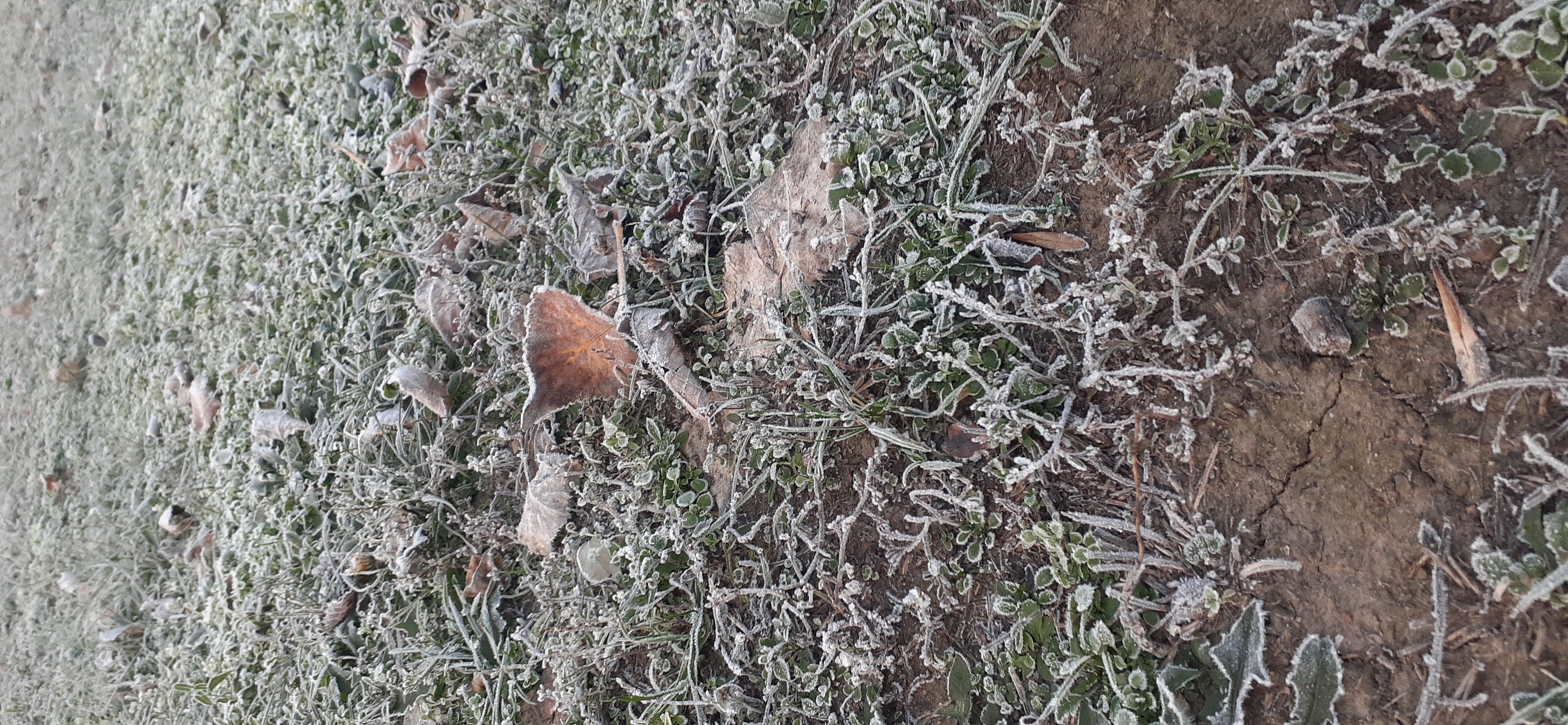 20201112_073418.jpg