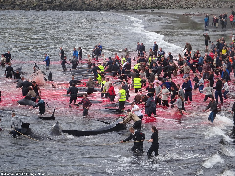 4F21695D00000578-6066735-Pull_them_in_Locals_use_ropes_to_pull_in_the_whales_bodies_in_or-a-5_1534423094768.jpg