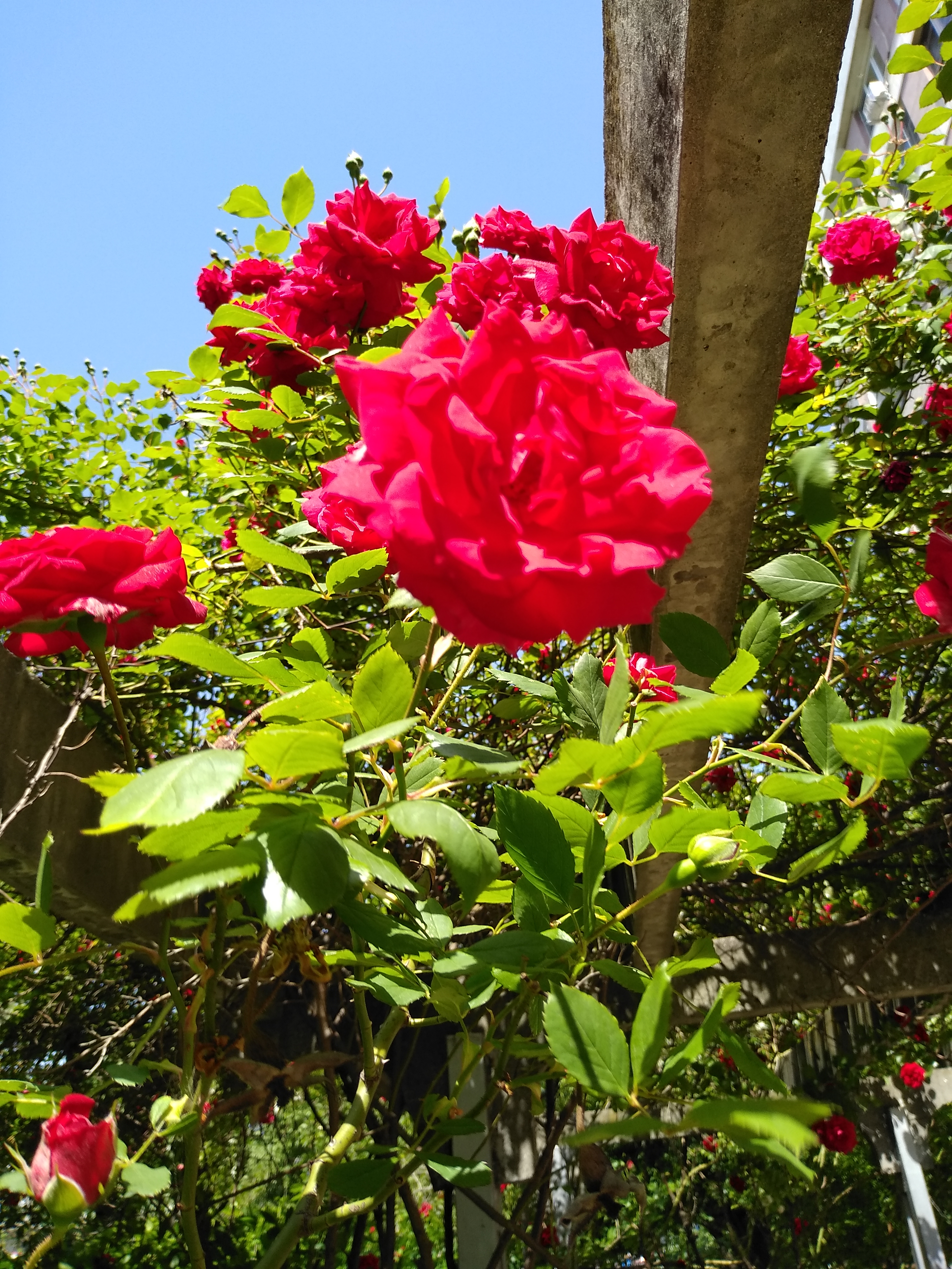 IMG_20200512_113003.jpg