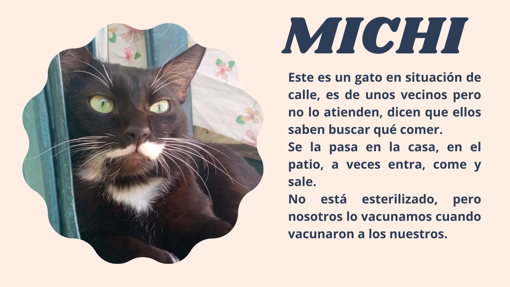 Hablemos sobre los animales - Michi (1).png