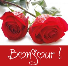 597e8e96edcf7f5b9931e14bd2bb9903--sur-plants.jpg
