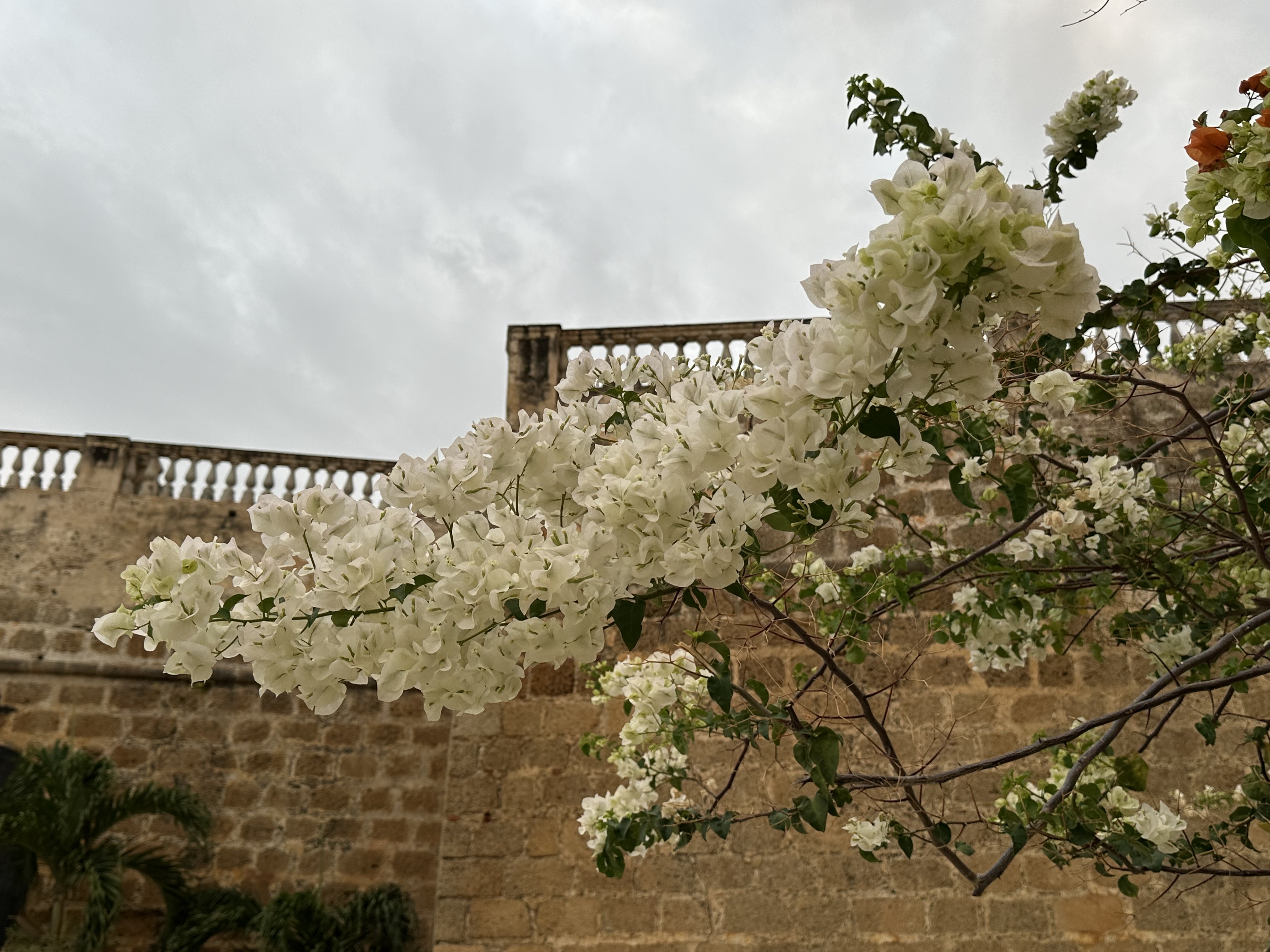 IMG_5638.jpeg