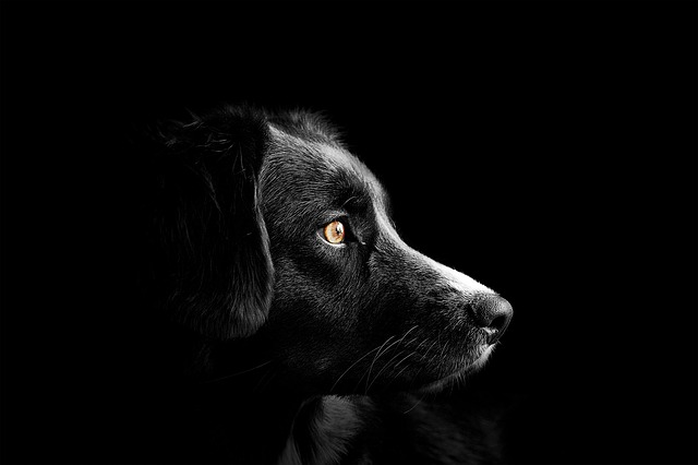 dog-4118585_640.jpg