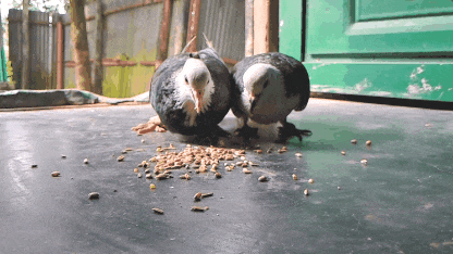 1000077174.gif