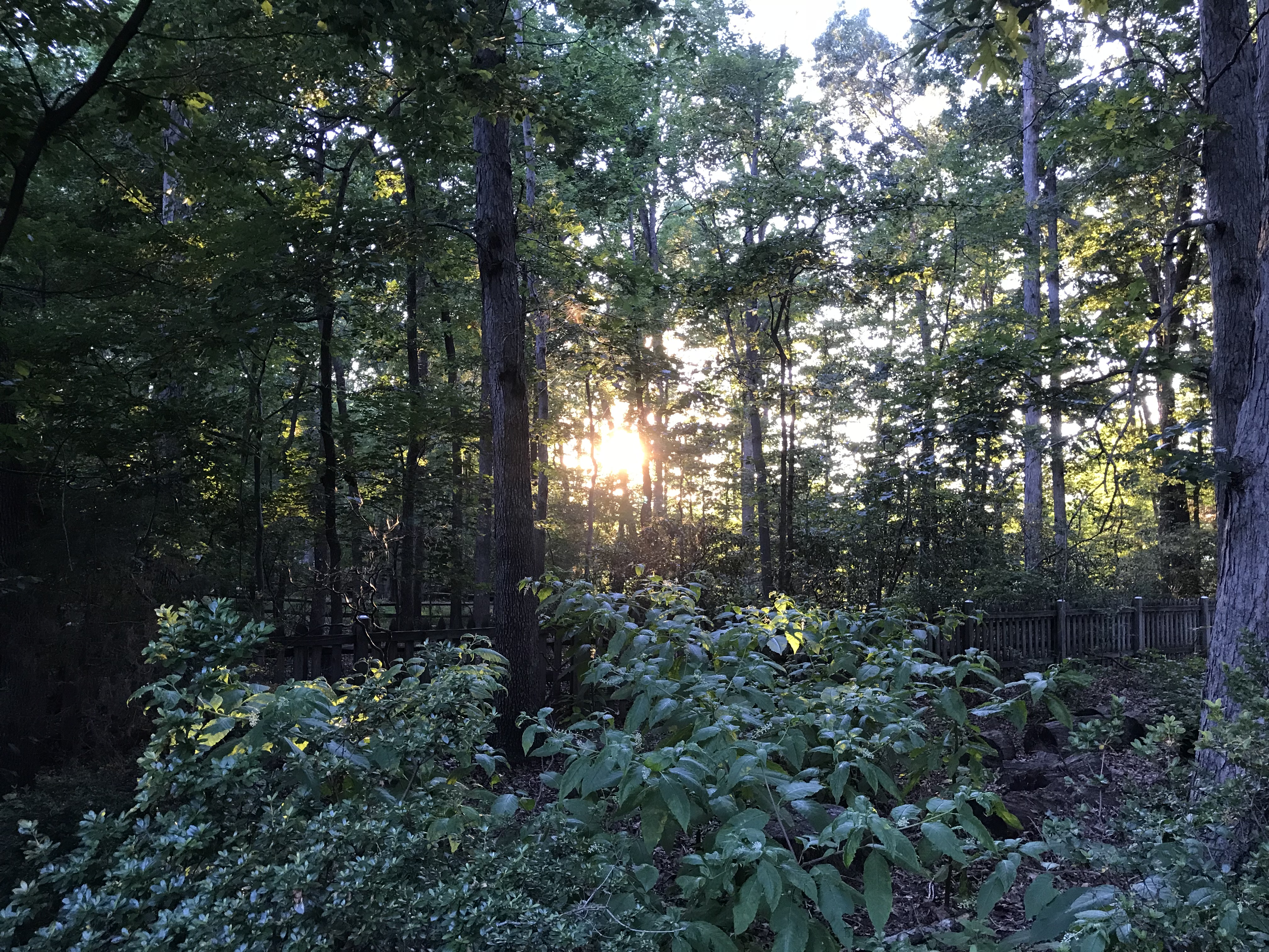 Sun through trees.jpg