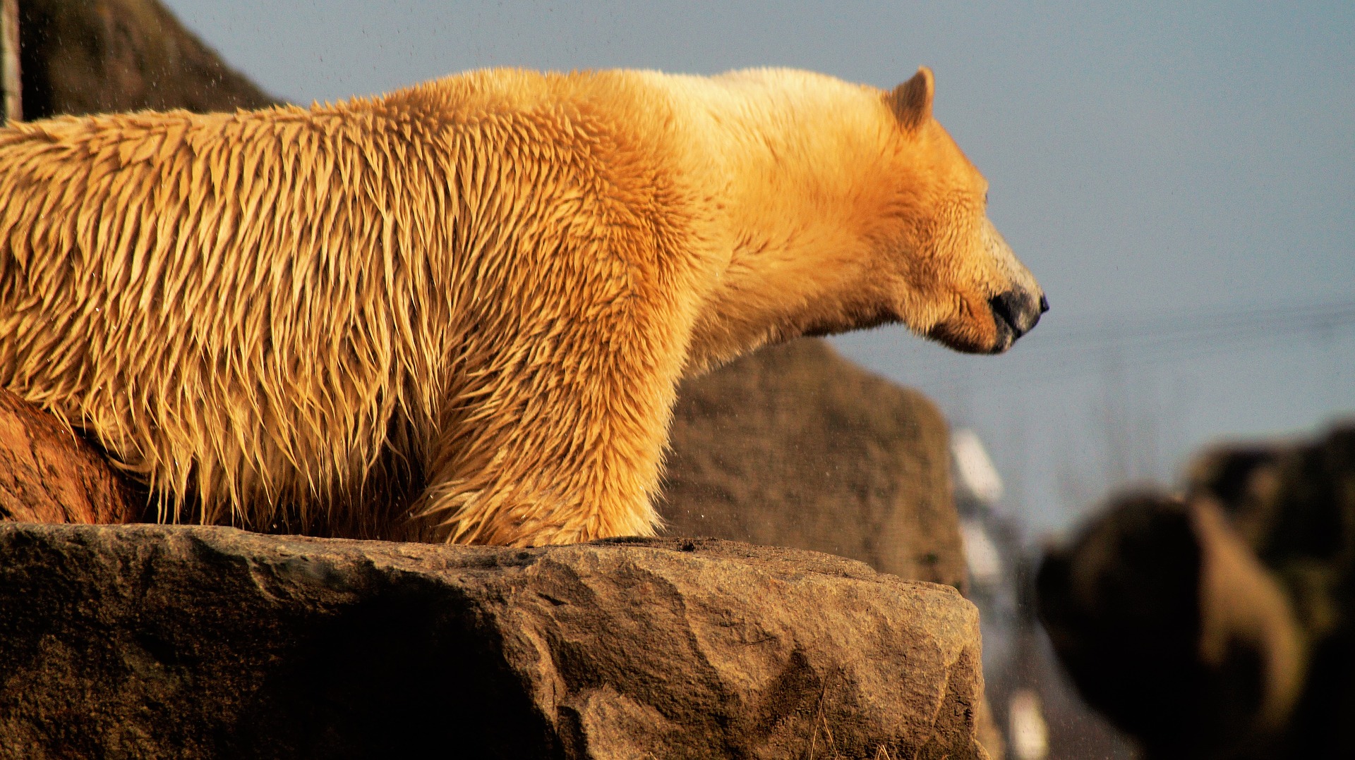 polar-bear-2155241_1920.jpg