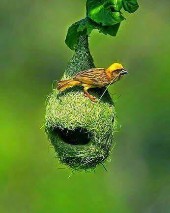 FB_IMG_1528391667131.jpg