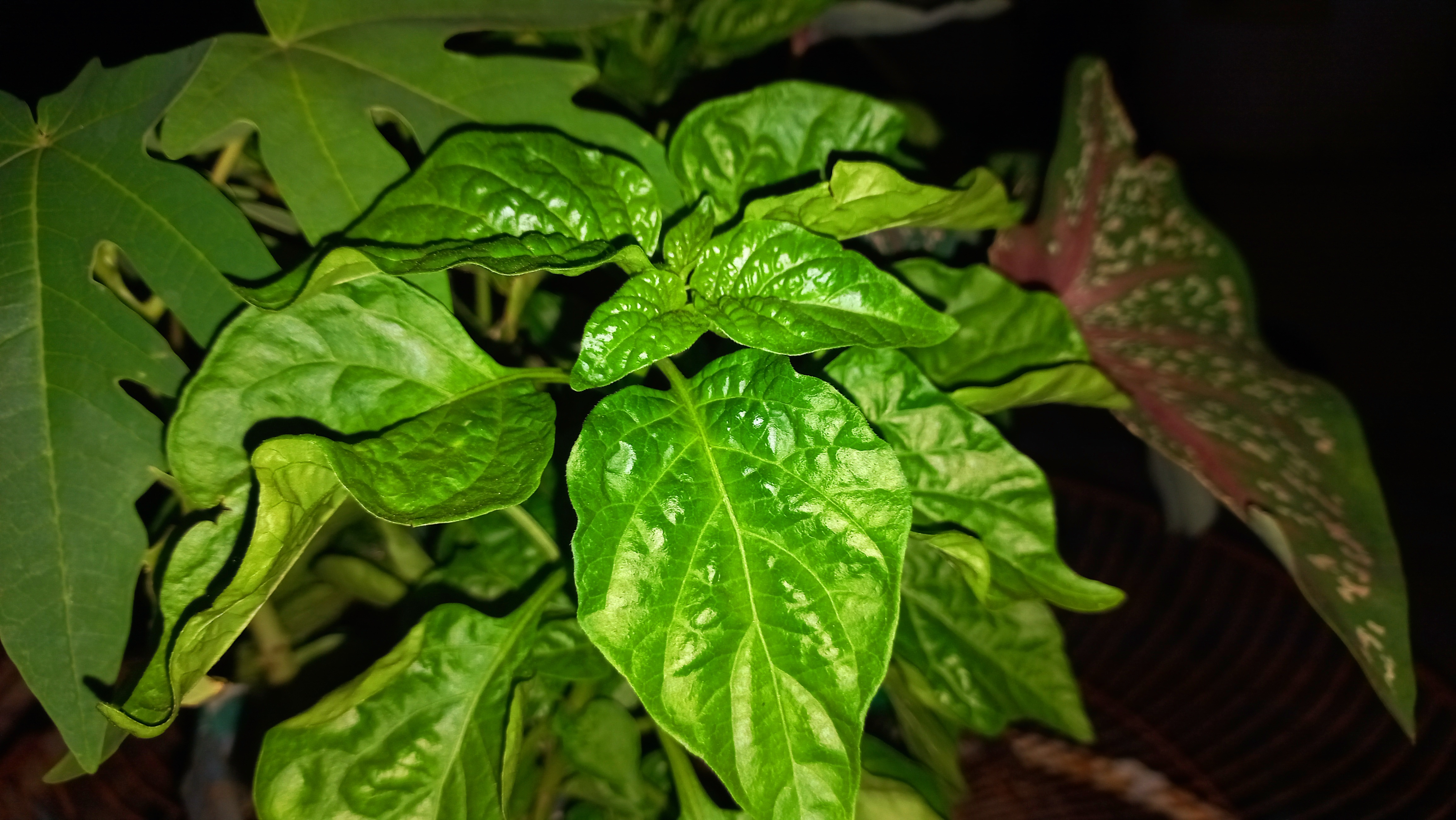 20250507_184442.jpg