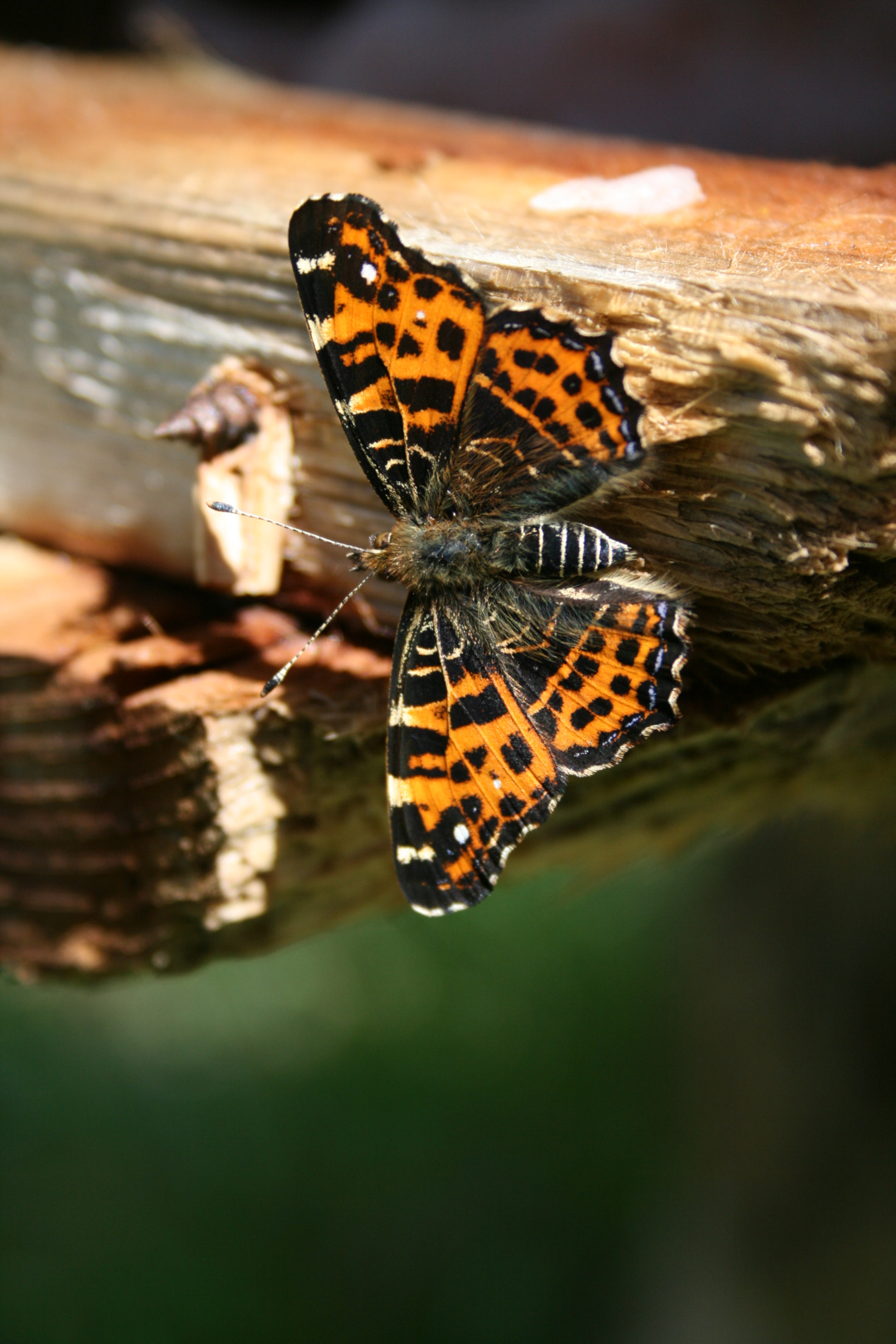 Map butterfly