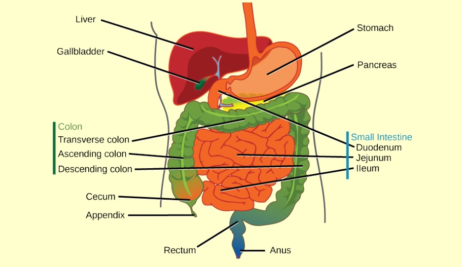 liver_location.jpg
