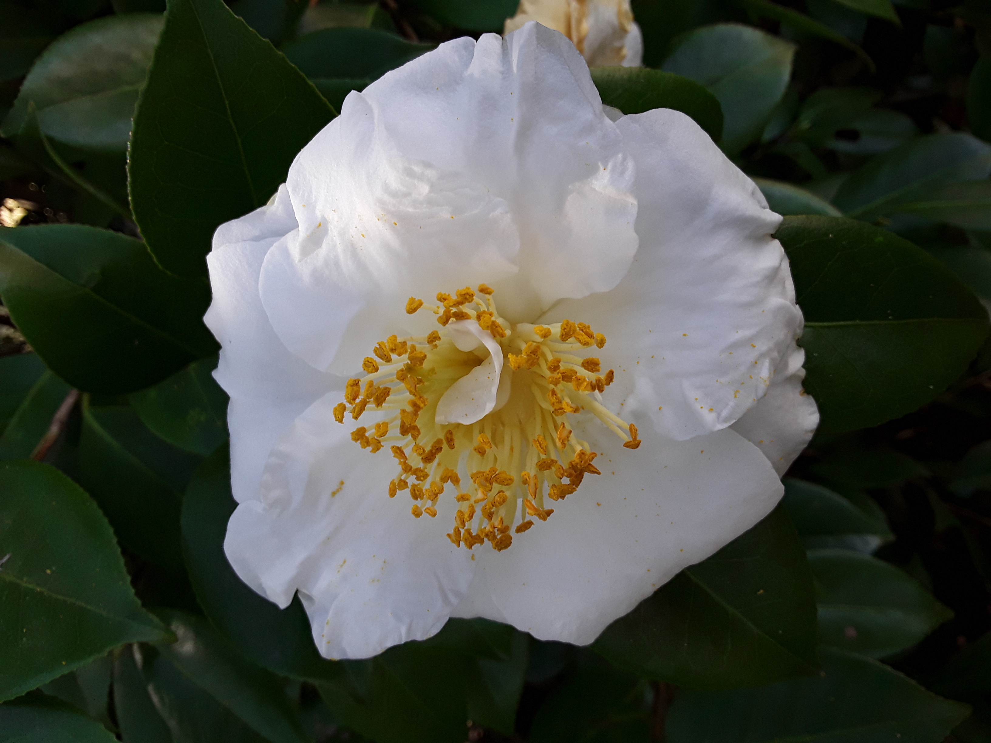 flowers (2).jpg
