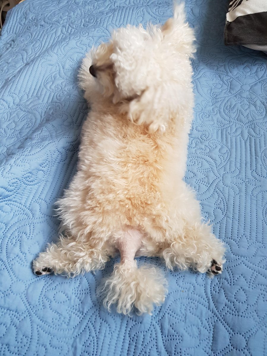 콩이뒷모습.jpg