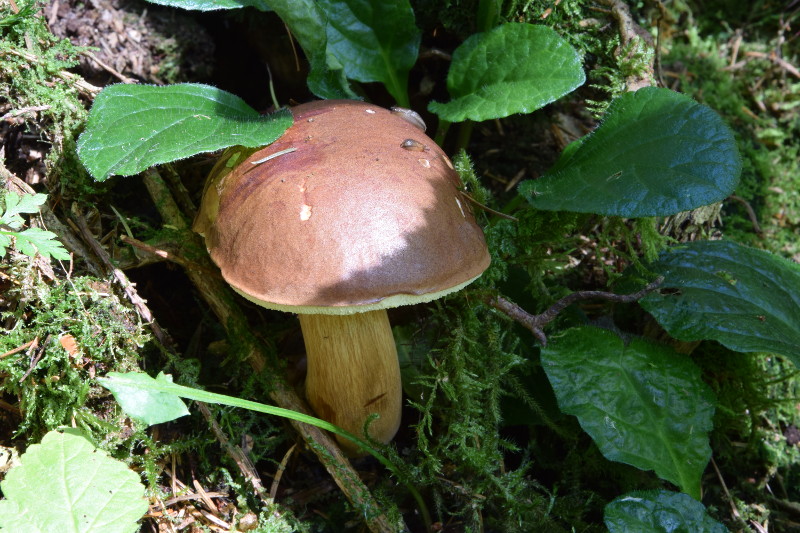 DSC_0028_800.JPG