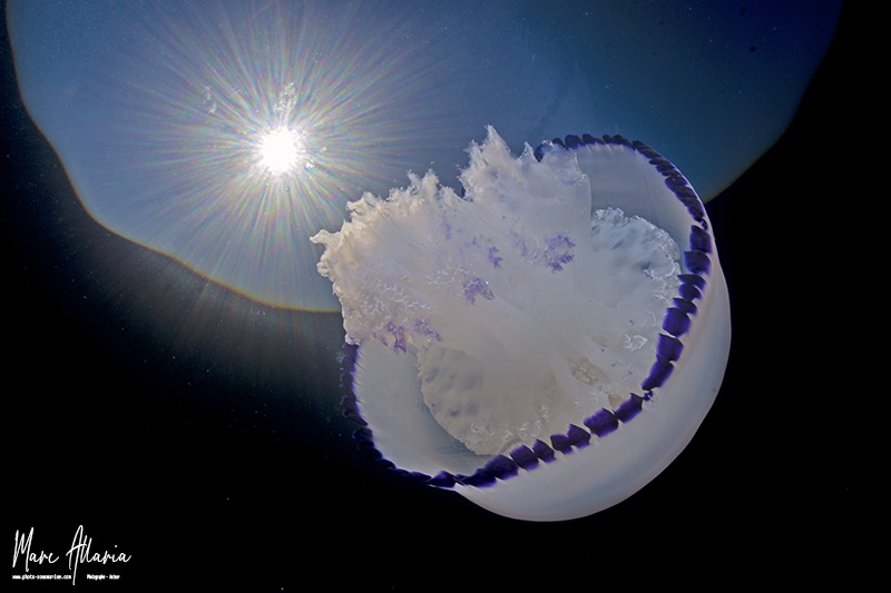 Meduse15.jpg