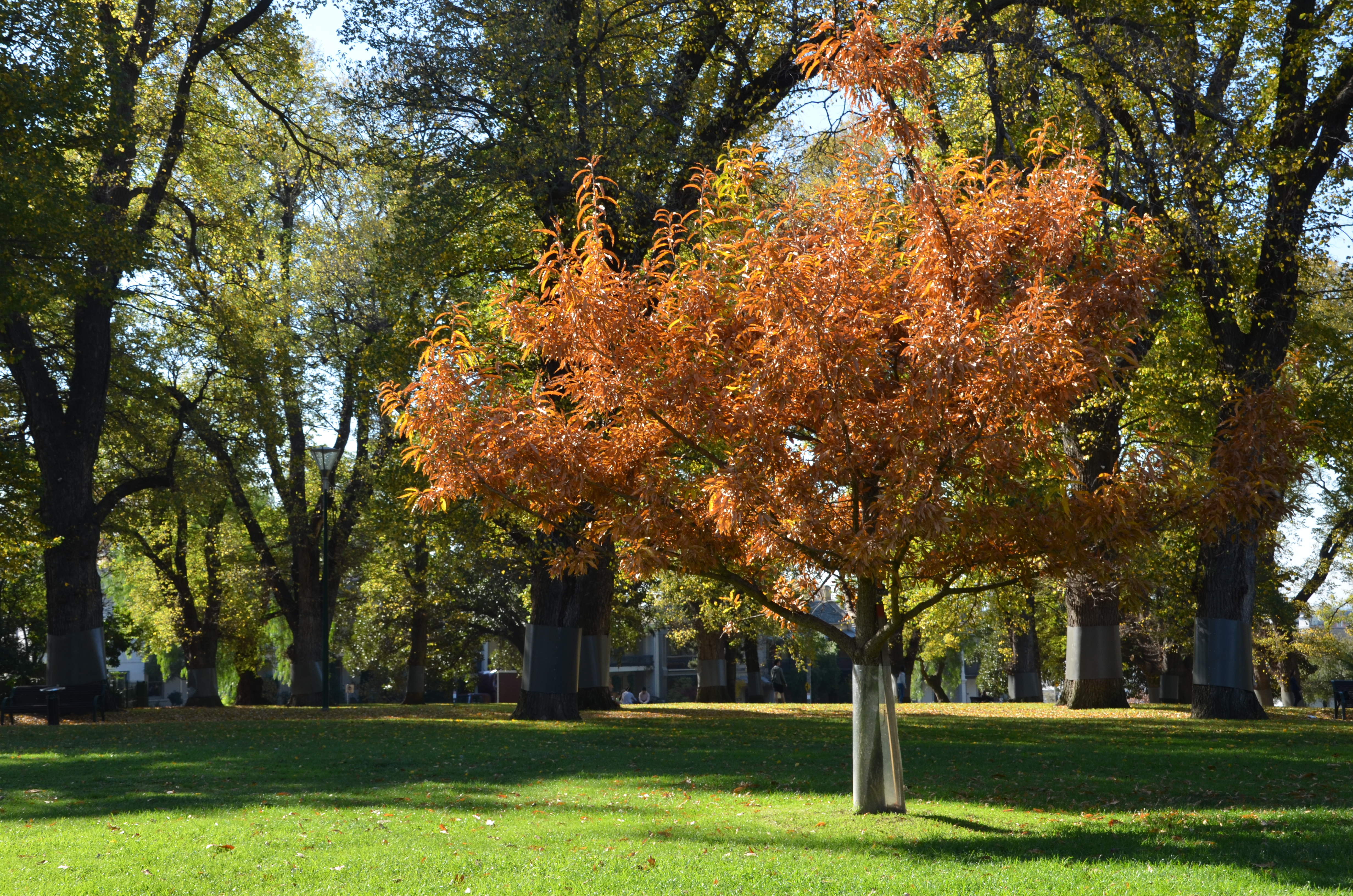 DSC_8018.JPG