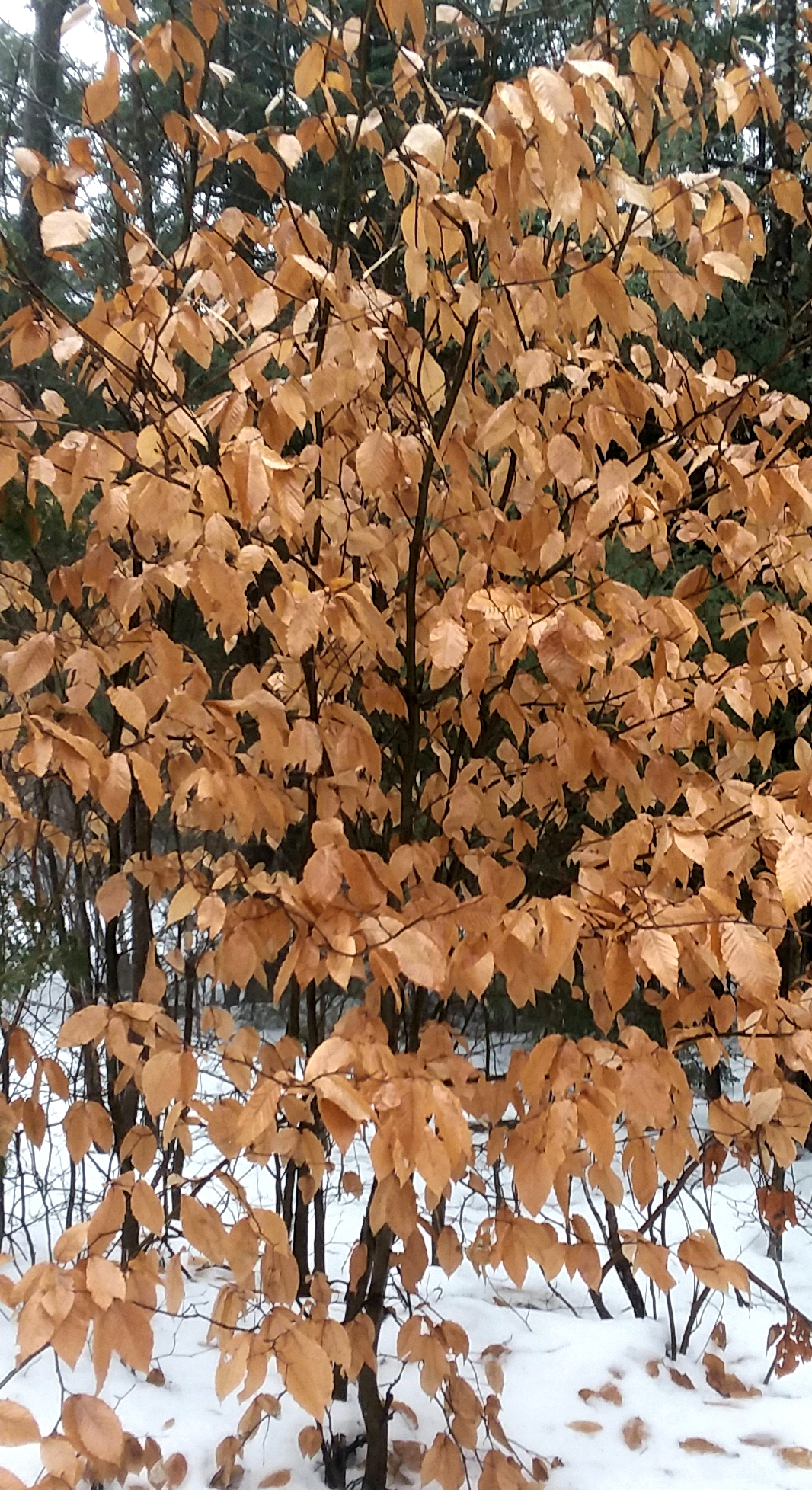 20181222_085524.jpg