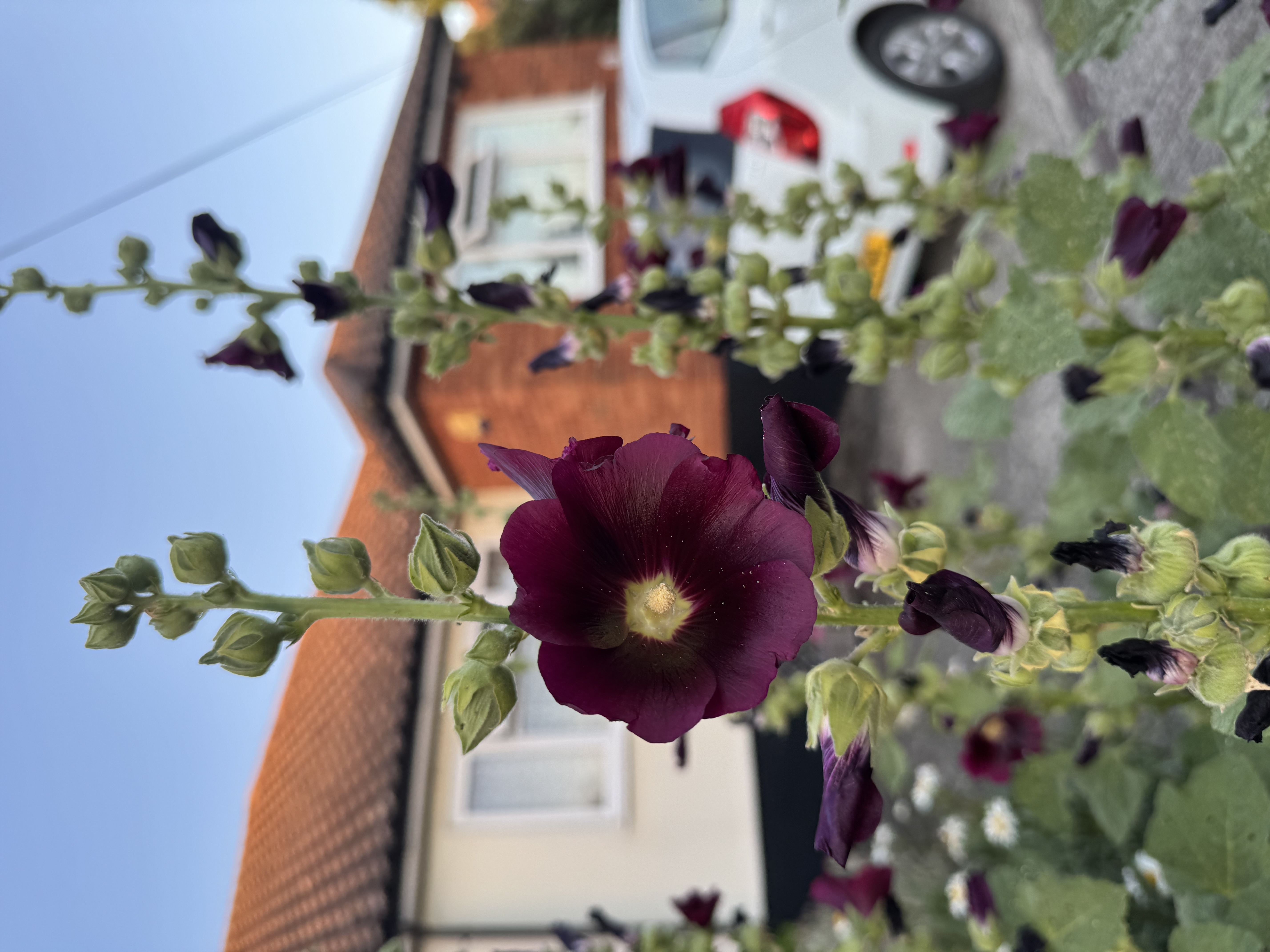 IMG_3639.jpeg