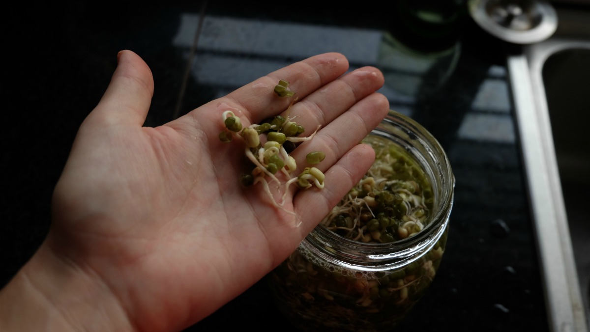 mung-bean-sprouts-8.jpg