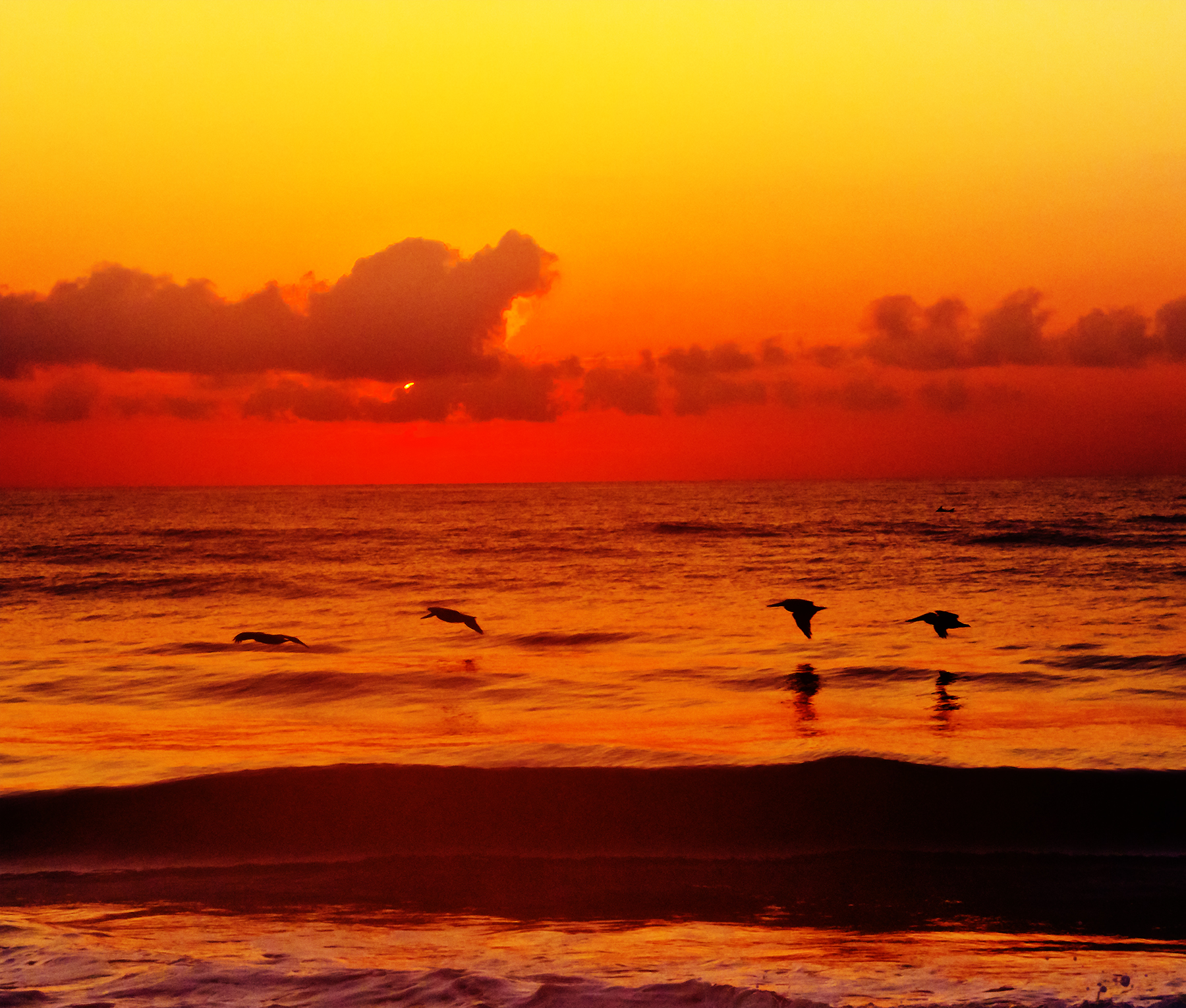 FourPelicanSunrise.jpg
