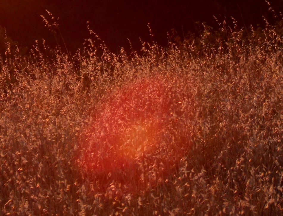 0204-Grass5.jpg
