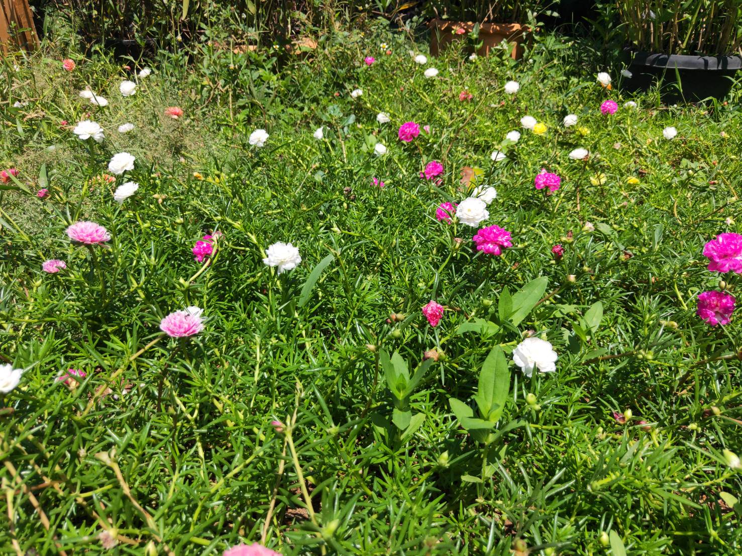 28699.jpg