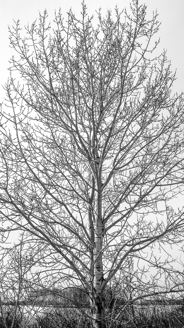 atree-100.jpg