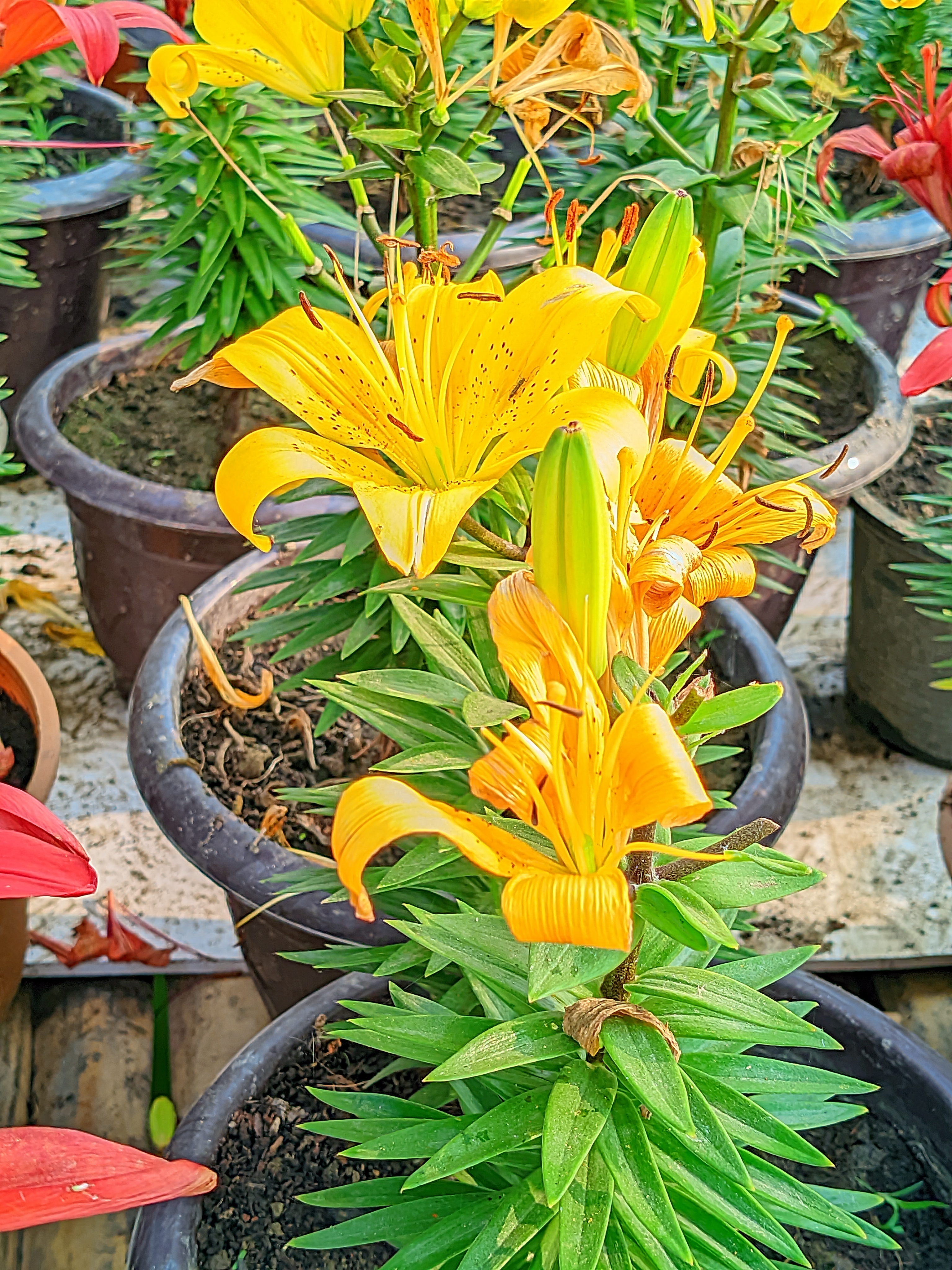 LMC_20250122_153537_🌈Color boost by Riyan .jpg