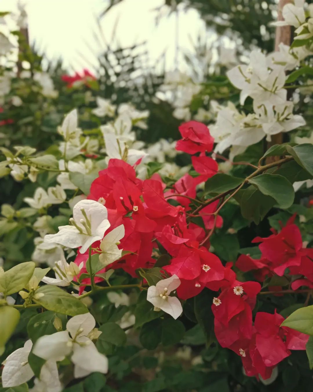 292768259_724967902111171_3594069336561535432_n.webp (1).jpg