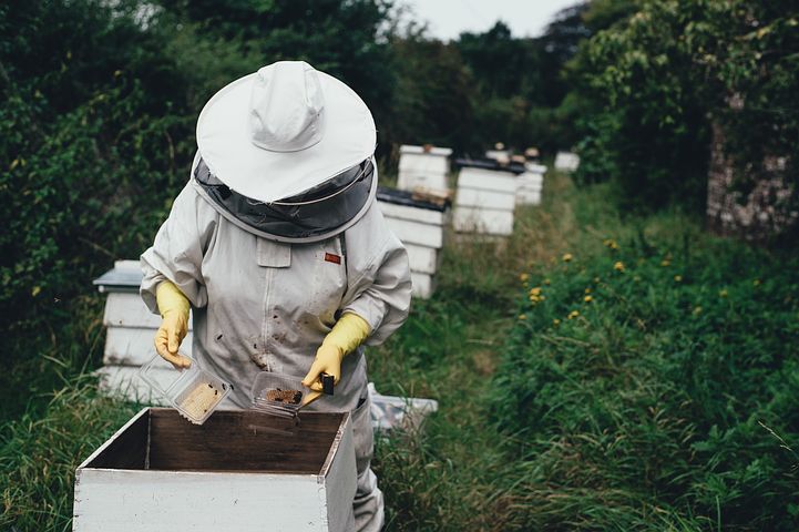 apiary-1866740__480.jpg