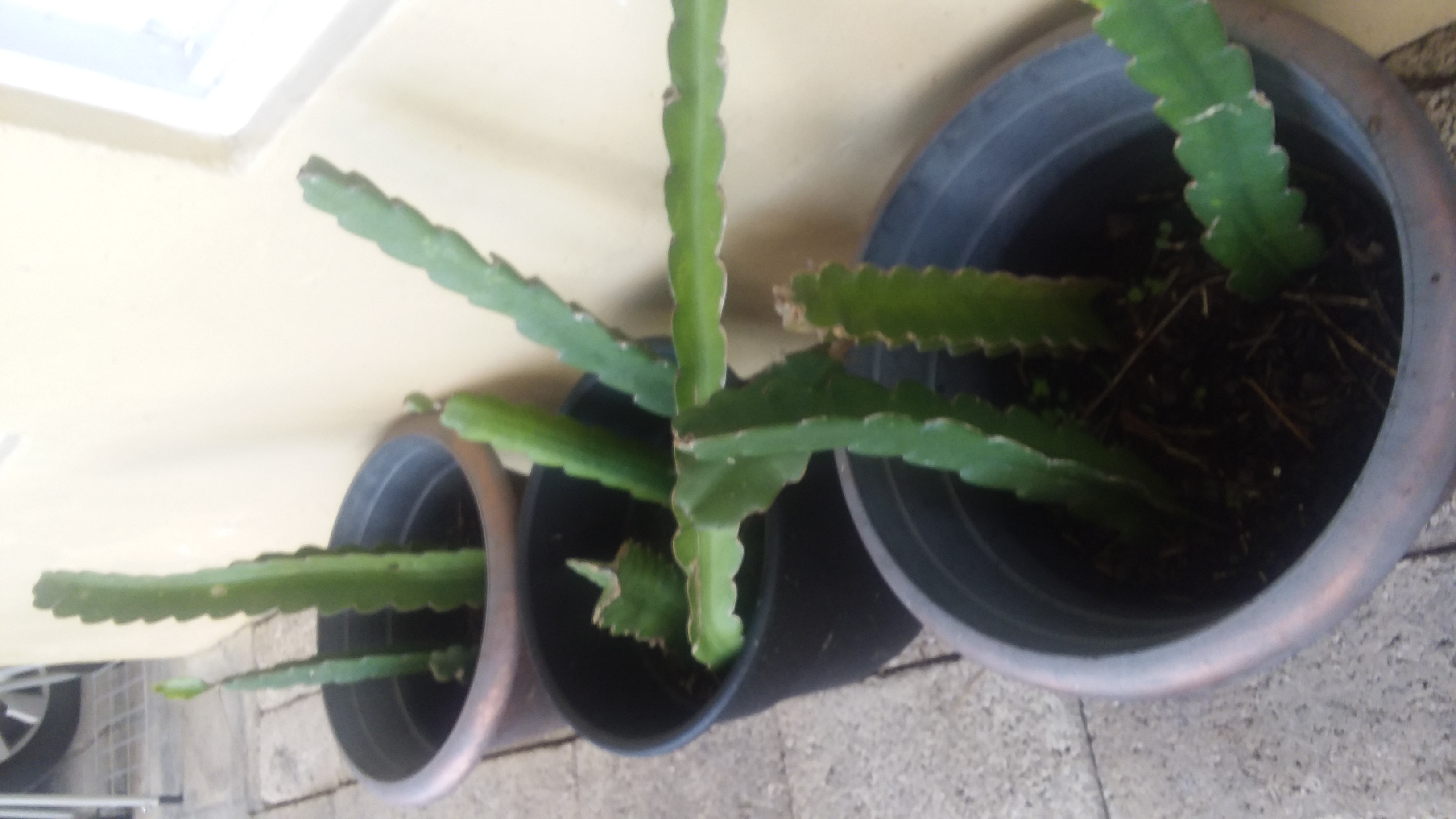 20201219_080945.jpg