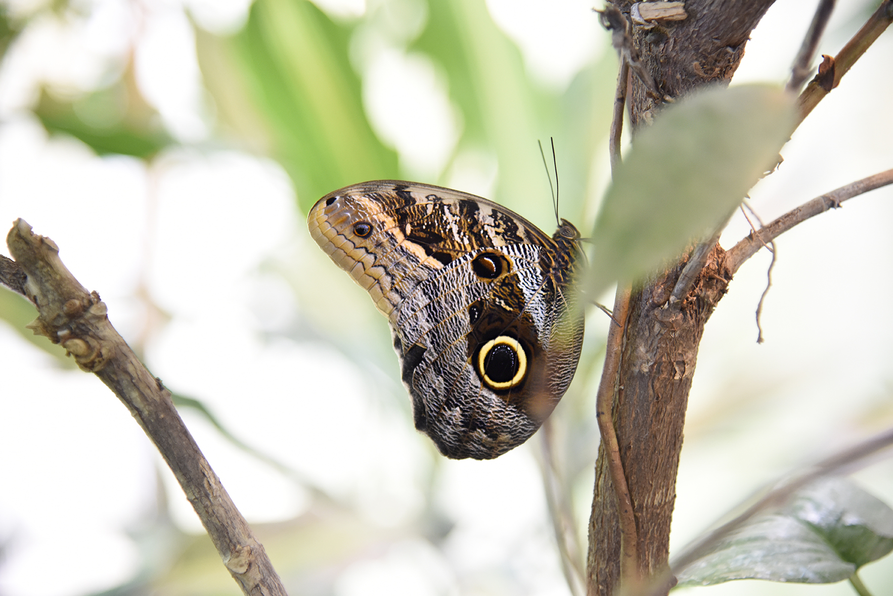 butterfly-4.JPG