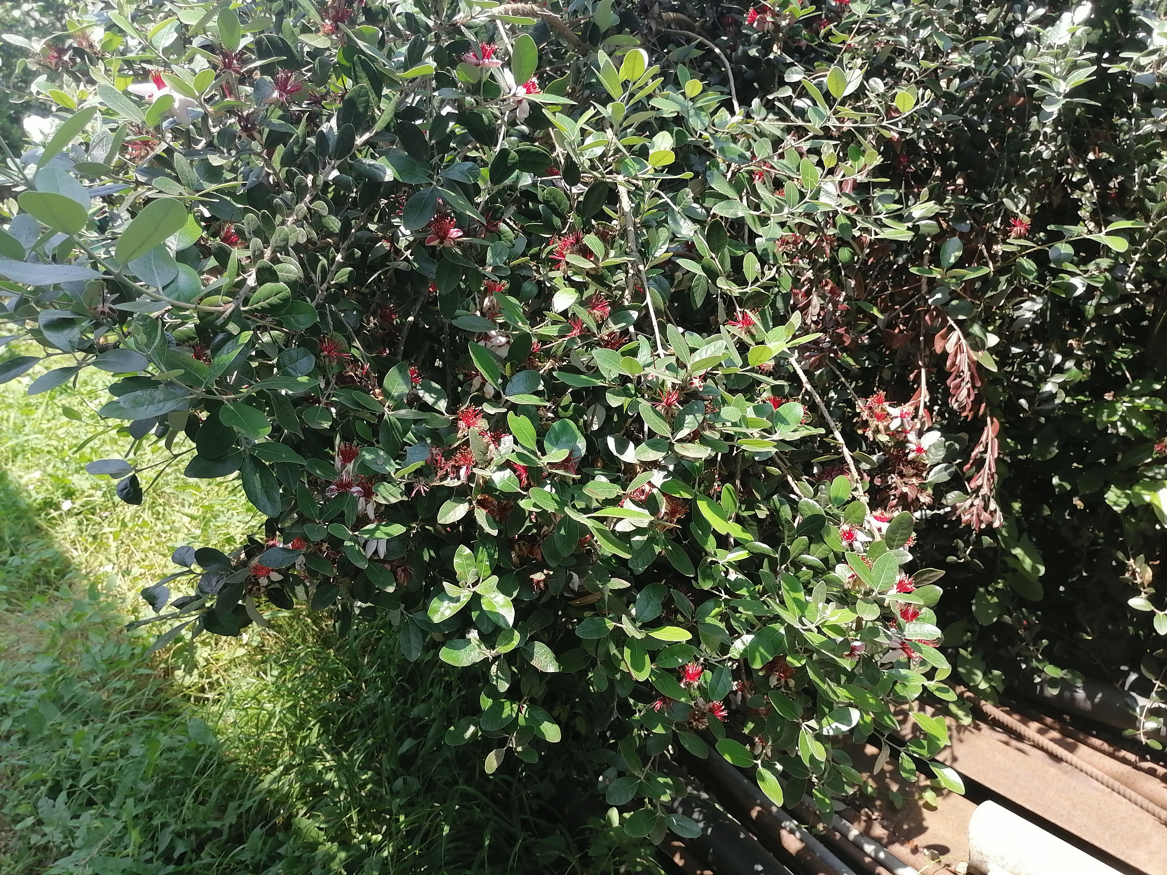 IMG_20210610_124355.jpg