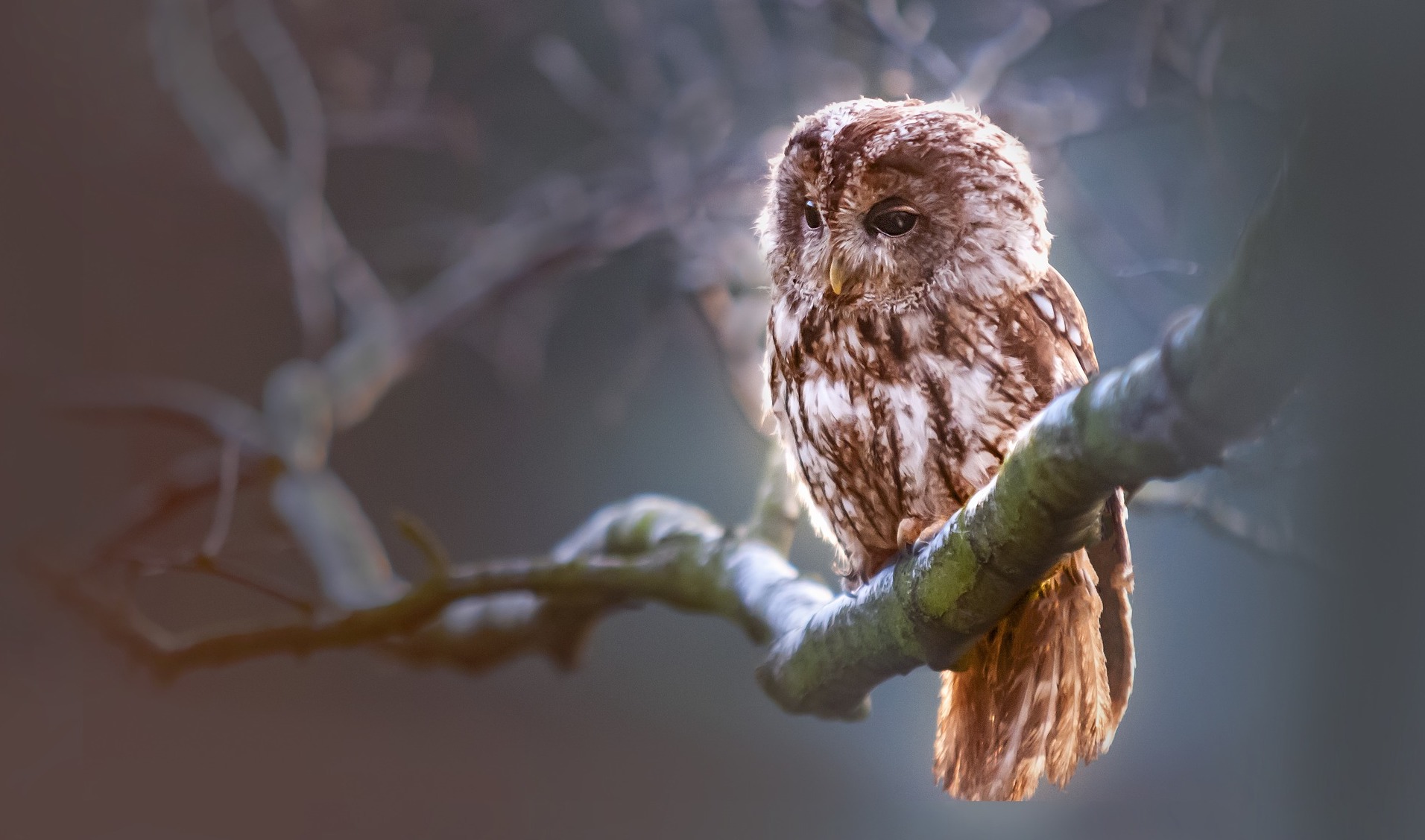 owl-1834152_1920.jpg