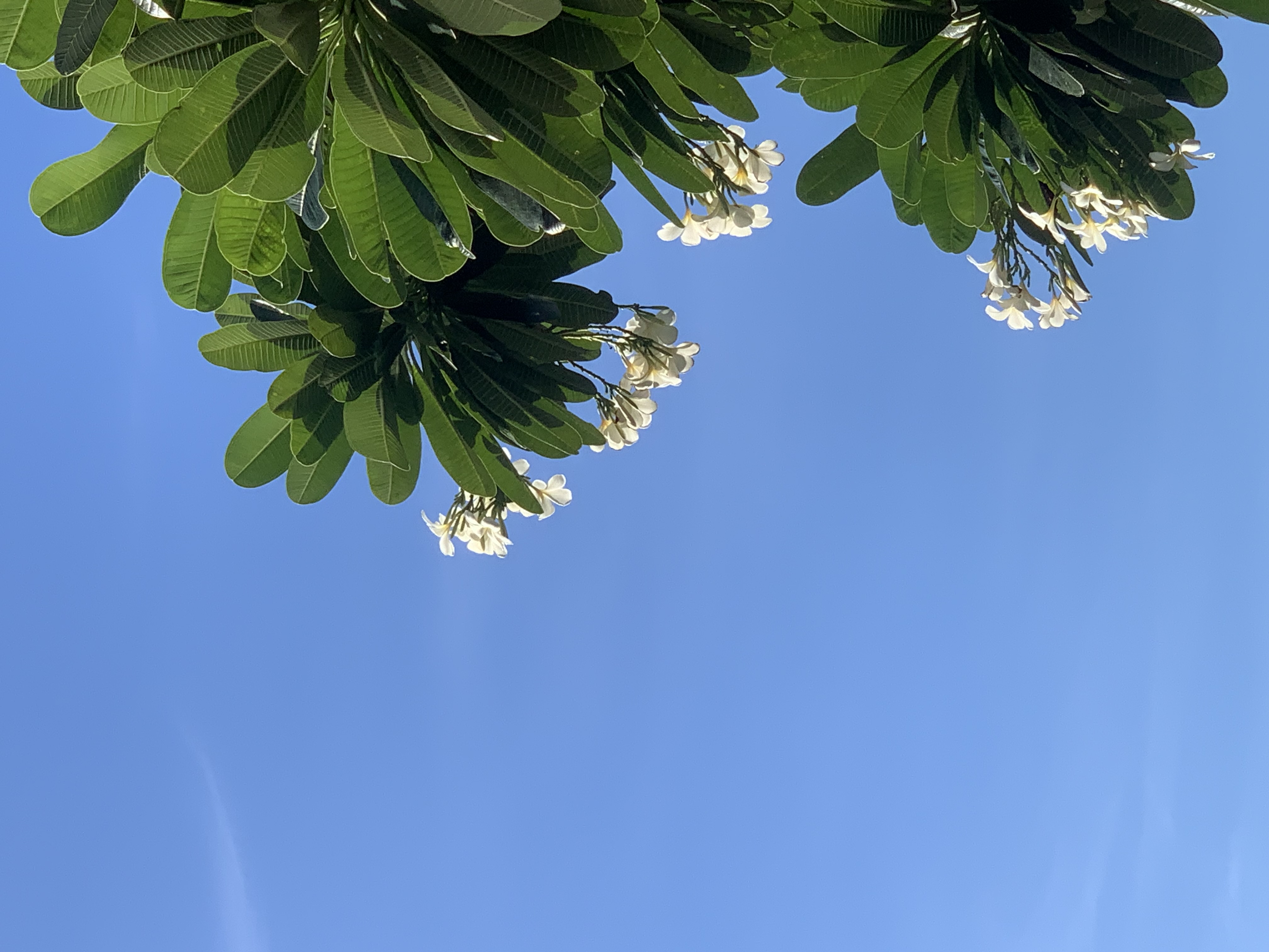 nature800.jpg