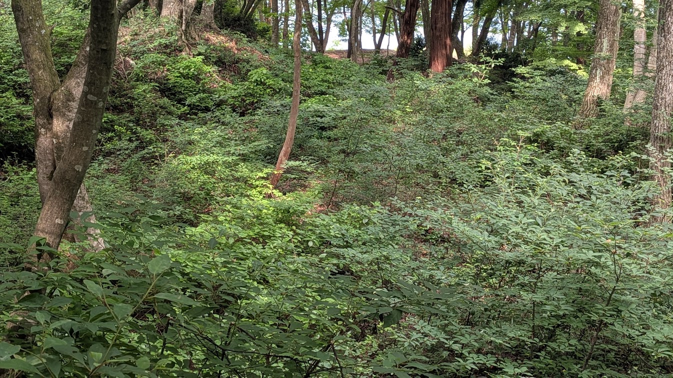 PXL_20260703_233110863.jpg
