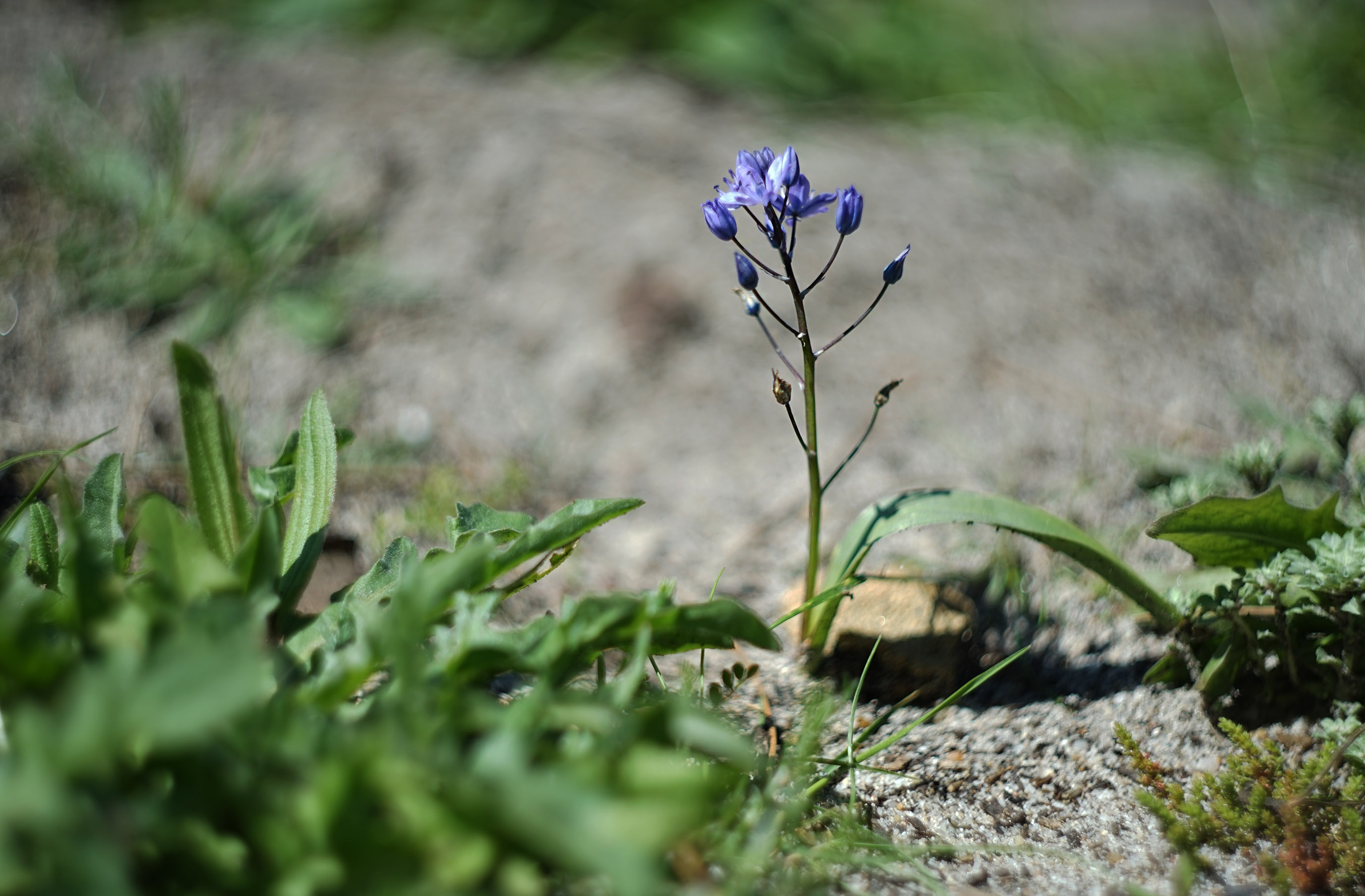 Scilla monophyllos blue wildflower bokeh 2.jpg