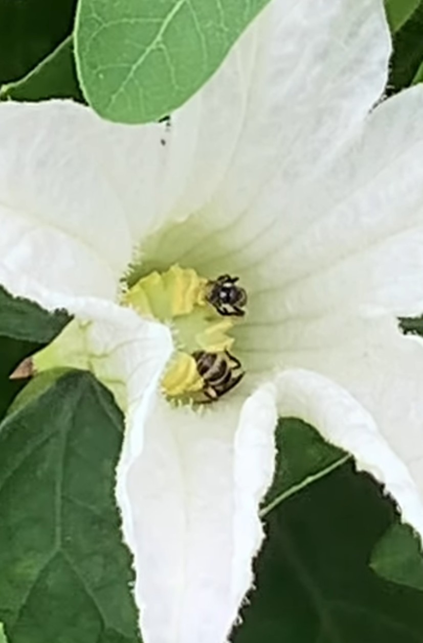 Gorgeous white wildflowers12.jpg
