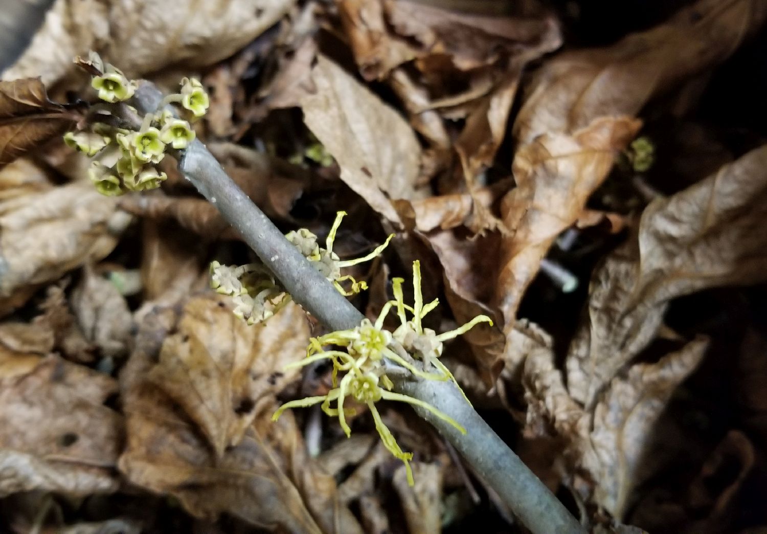 20181206_233343 - Preparing witch hazel to extract.jpg